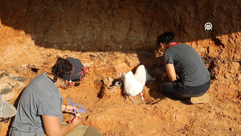 9 milyon yıllık 'kılıç dişli' kedi fosili keşfi: Yılın en önemli arkeolojik bulgusu 14