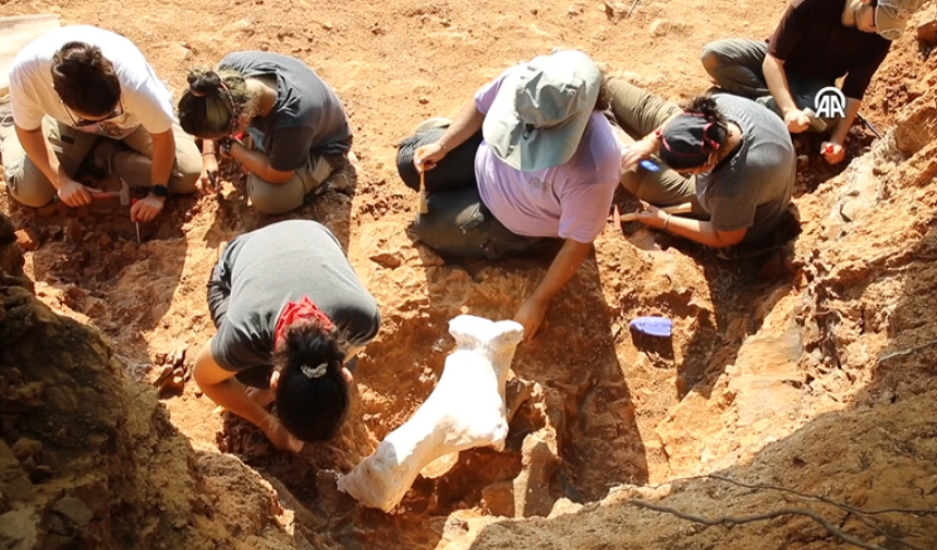 9 milyon yıllık 'kılıç dişli' kedi fosili keşfi: Yılın en önemli arkeolojik bulgusu 17