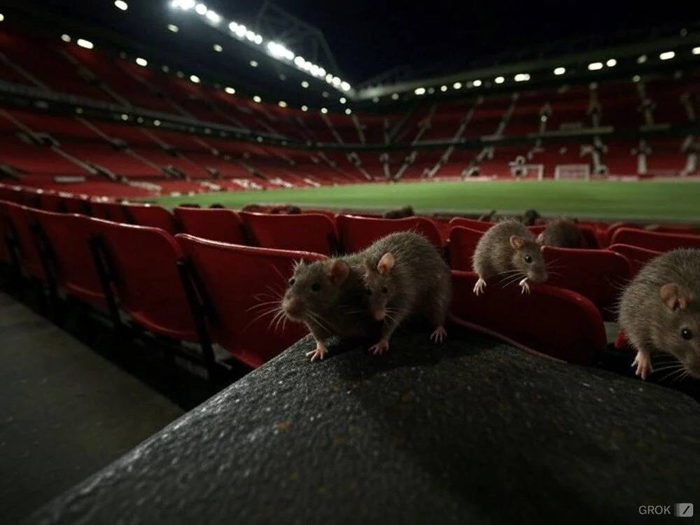 Old Trafford'da istila! Manchester United'ın stadını fare bastı 1