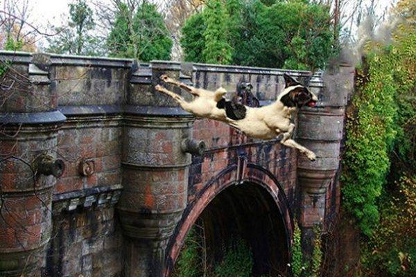 Köprüden geçen her köpek intihar ediyor: Sebebi ise oldukça şaşırtıcı 17