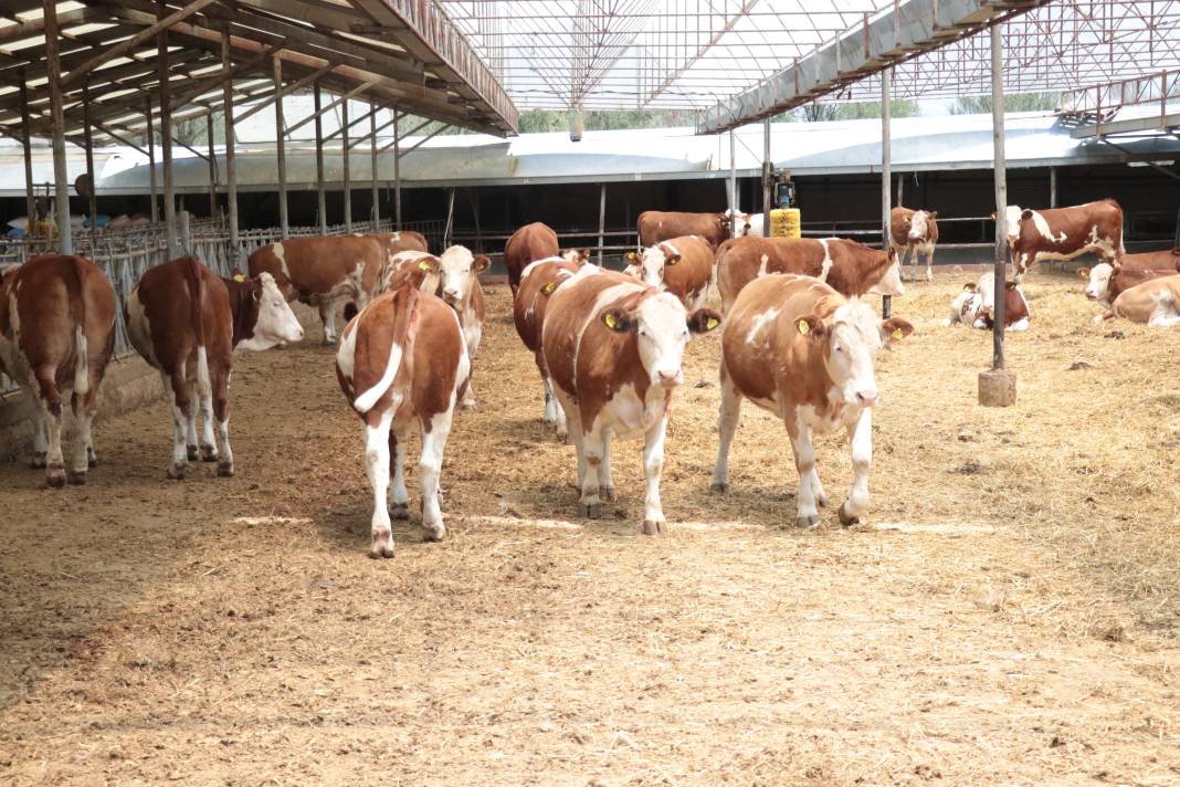 'Poyraz' tamı tamına 1.5 ton! Fiyatı sıfır araba parası 4