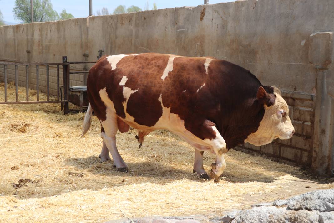 'Poyraz' tamı tamına 1.5 ton! Fiyatı sıfır araba parası 5