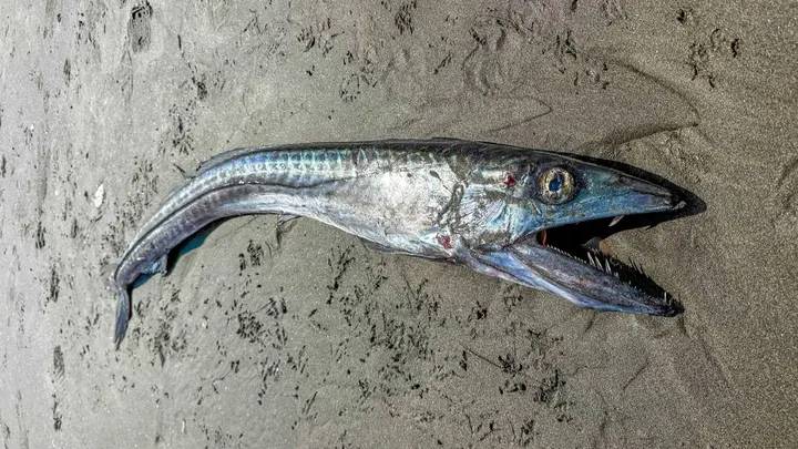 YILAN GÖVDELİ SİVRİ DİŞLİ: Bilim insanlarını hayrete düşüren canlı! 3