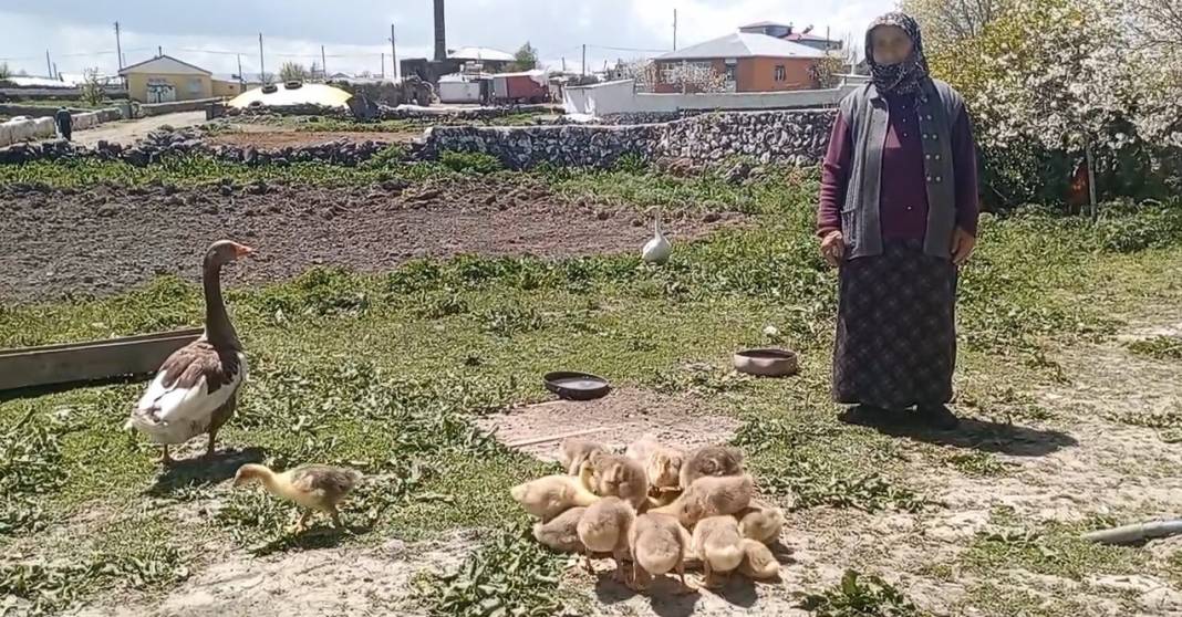 Kazlar, altına rakip oldu! Fiyatı sarı fırtına ile yarışıyor 1