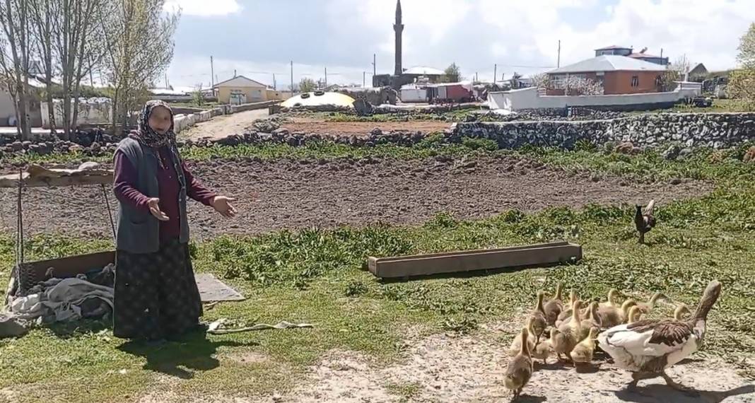 Kazlar, altına rakip oldu! Fiyatı sarı fırtına ile yarışıyor 2