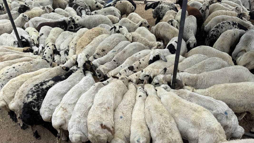 Pes dedirten hile! Kurbanlıklar şişkin görünsün diye bakın neler yediriyorlarmış 2