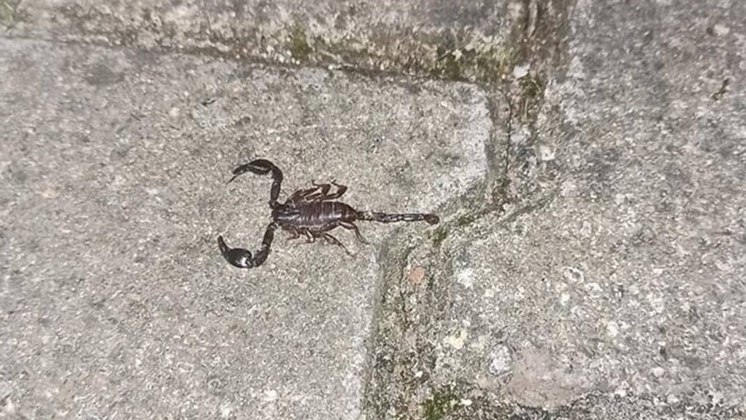 HAVALAR ISINDIKÇA TEHLİKENİN BOYUTU ARTTI: İstilacı ve zehirli akrepler için uyarılar peş peşe geldi! 1