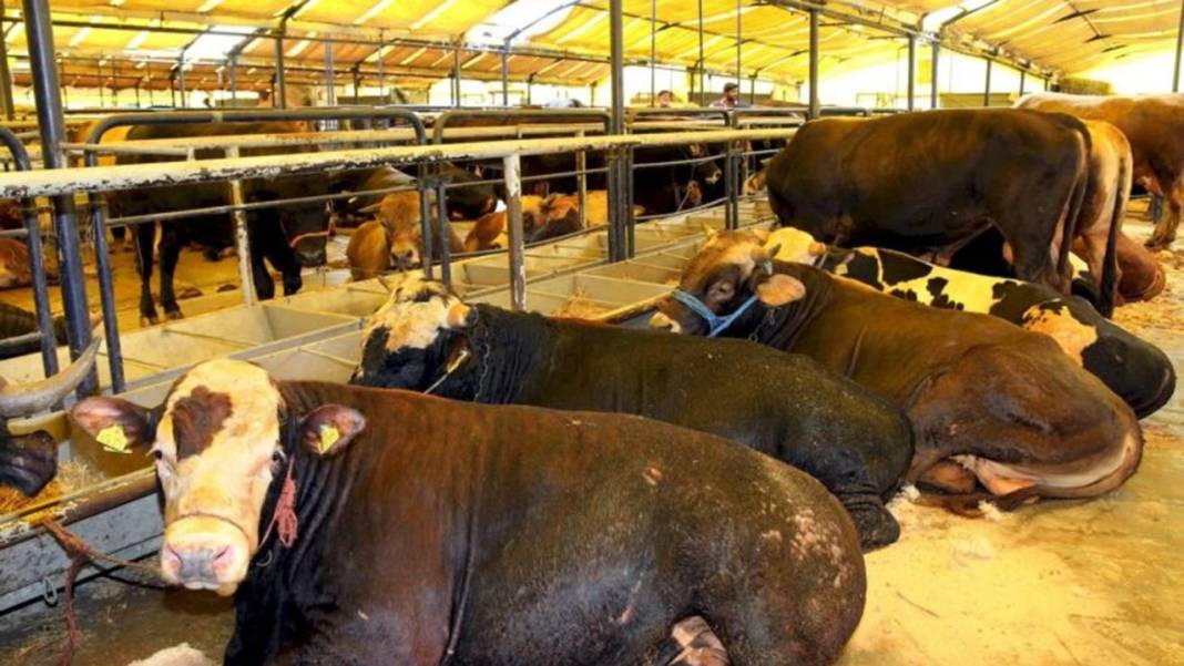 KURBAN KESİM YERLERİ 2025: İstanbul kurban satış ve kesim yerleri 4