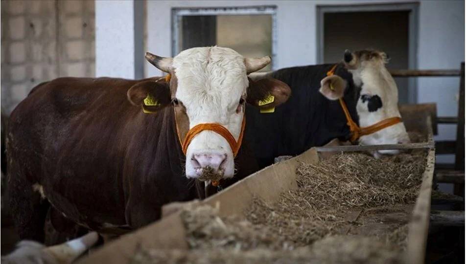 KURBANLIK FİYATLARI BELLİ OLDU: 2025 Kurbanlık fiyatları ne kadar? İşte il il güncel kurbanlık fiyatları 2