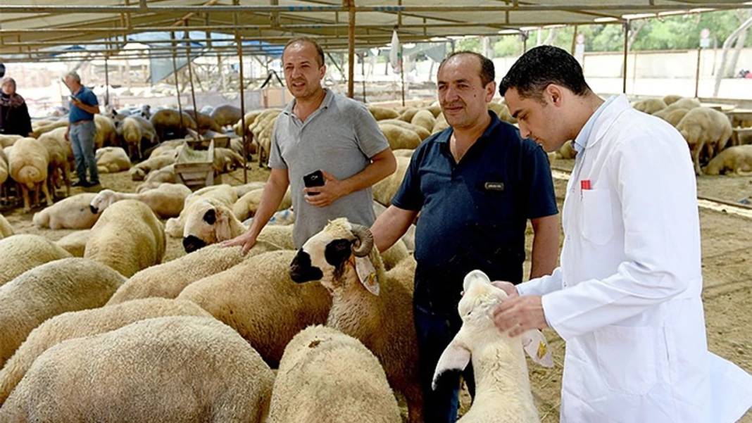 KURBAN KESİM YERLERİ 2025: İstanbul kurban satış ve kesim yerleri 3