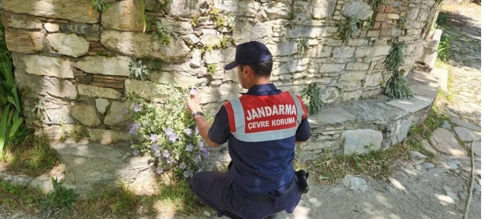 Koparan bin pişman, cezası 557 bin 212 TL! Dünyada yalnızca Türkiye’de yetişiyor 3