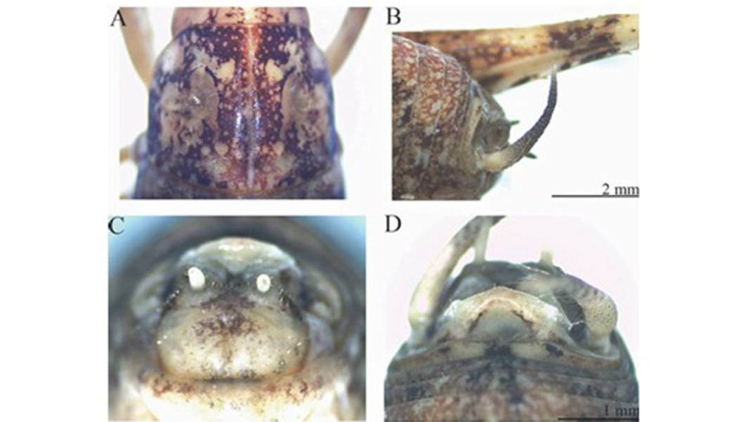 Dicle'deki mağarada yeni bir çekirge türü keşfedildi: Bilimsel kayıtlara Troglophilus diclensis diye geçti 3