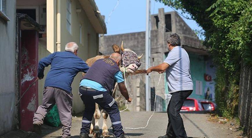 Kovalamacalar başladı: Kaçan kurbanlıklar sahiplerini terletti 3