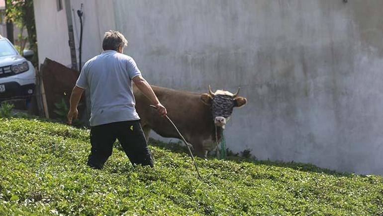 Kovalamacalar başladı: Kaçan kurbanlıklar sahiplerini terletti 1