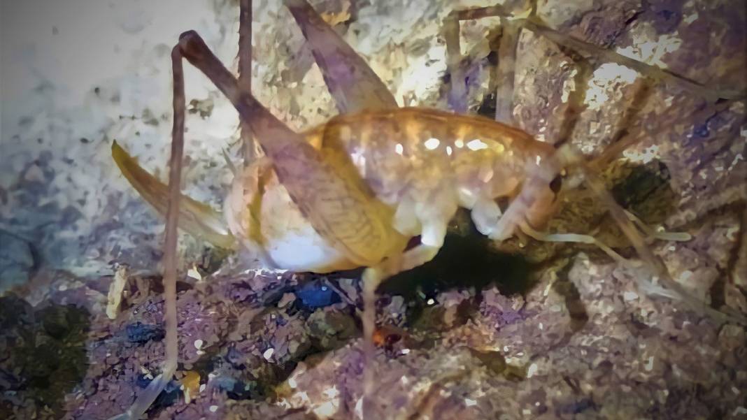 Dicle'deki mağarada yeni bir çekirge türü keşfedildi: Bilimsel kayıtlara Troglophilus diclensis diye geçti 1