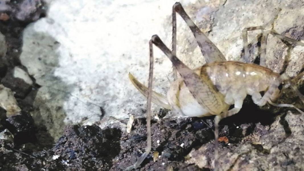 Dicle'deki mağarada yeni bir çekirge türü keşfedildi: Bilimsel kayıtlara Troglophilus diclensis diye geçti 2