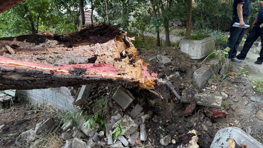 150 yıllık ağaç kökünden koparak devrildi! 1