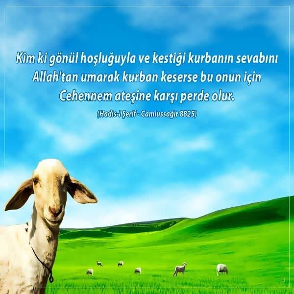 KURBAN BAYRAMI 2025 MESAJLARI VE SÖZLERİ: WhatsApp, Instagram, SMS için dini, duygusal, resimli, kısa Kurban Bayramı mesajları 5