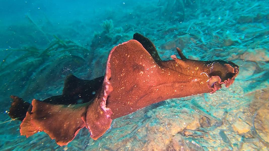 Saros Körfezi’nde ‘İspanyol dansçısı’ balığı ikinci kez görüntülendi 1