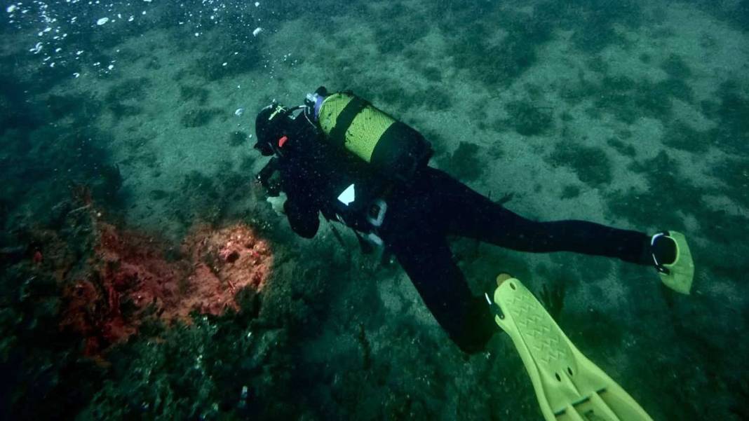 Saros Körfezi’nde ‘İspanyol dansçısı’ balığı ikinci kez görüntülendi 2