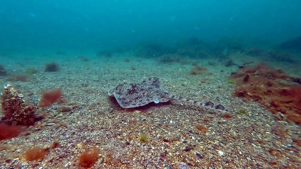 Denizler alarm veriyor: Köpek balıkları Marmara Bölgesi'ne akın akın geliyor! 1