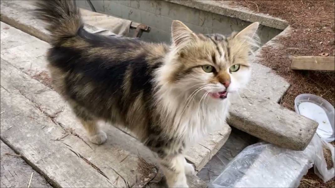 Kediniz size ne anlatmak istiyor? Yapay zeka destekli teknoloji miyavlamaları çözüyor 4