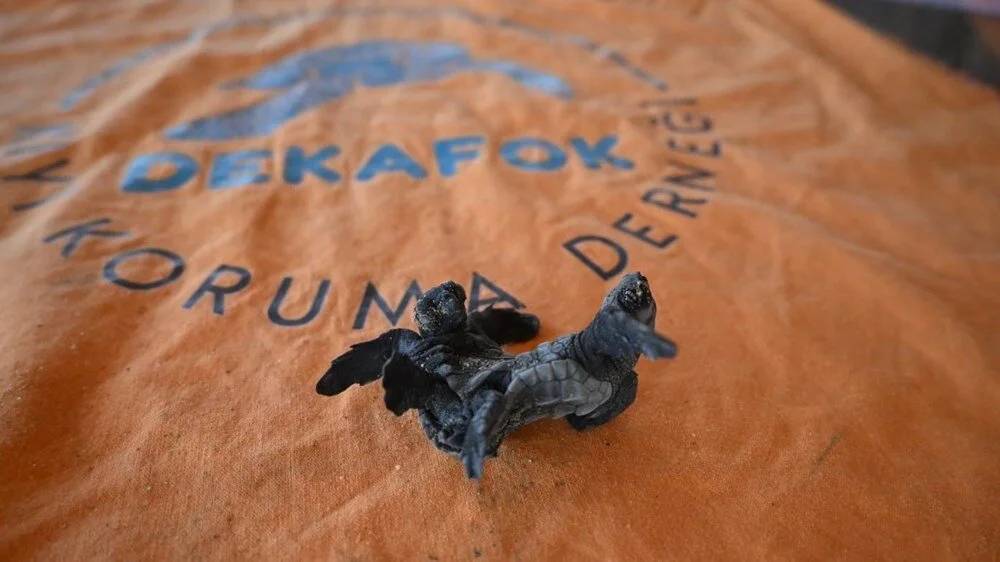 Bu fotoğraftakileri gören gözlerine inanamıyor! Çok nadir görülüyor 1