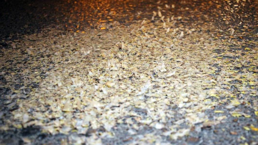 Kar yağışı değil, ölüm dansı: Milyonlarca sineğin çiftleşme uçuşu görüntülendi 3