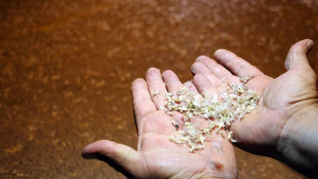 Kar yağışı değil, ölüm dansı: Milyonlarca sineğin çiftleşme uçuşu görüntülendi 4