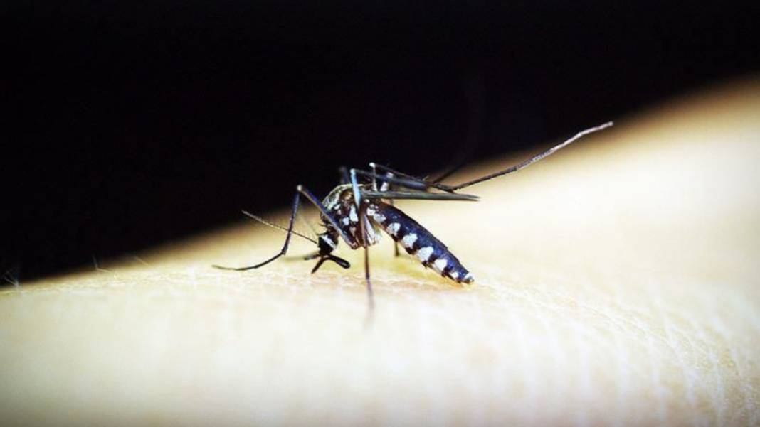 “İkiye Katlanmış Eller” salgını giderek büyüyor! Chikungunya virüsü dünyayı tehdit ediyor 7