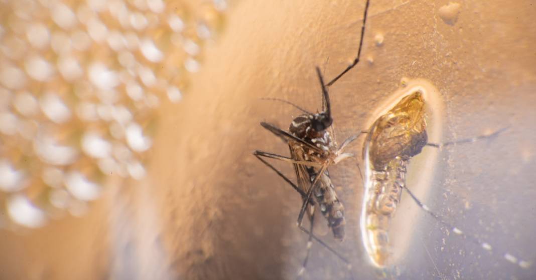 “İkiye Katlanmış Eller” salgını giderek büyüyor! Chikungunya virüsü dünyayı tehdit ediyor 6