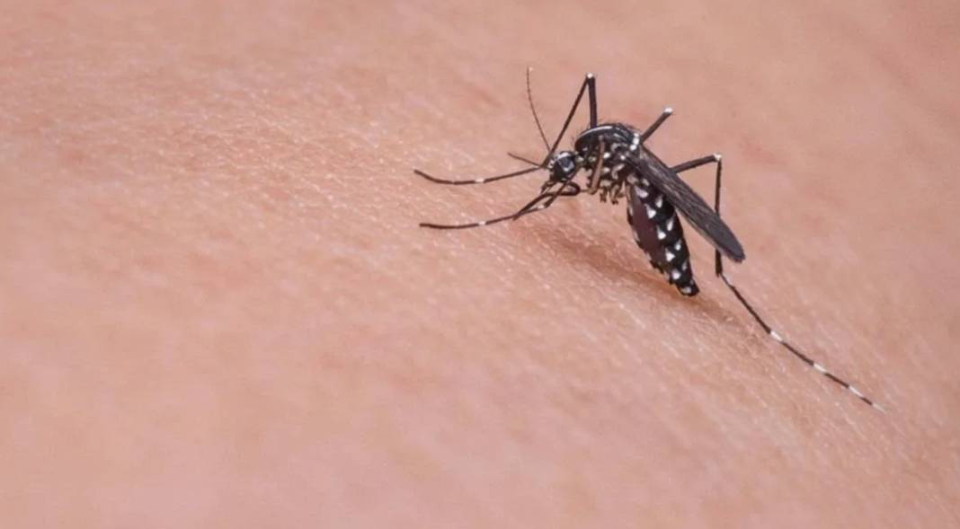 “İkiye Katlanmış Eller” salgını giderek büyüyor! Chikungunya virüsü dünyayı tehdit ediyor 1