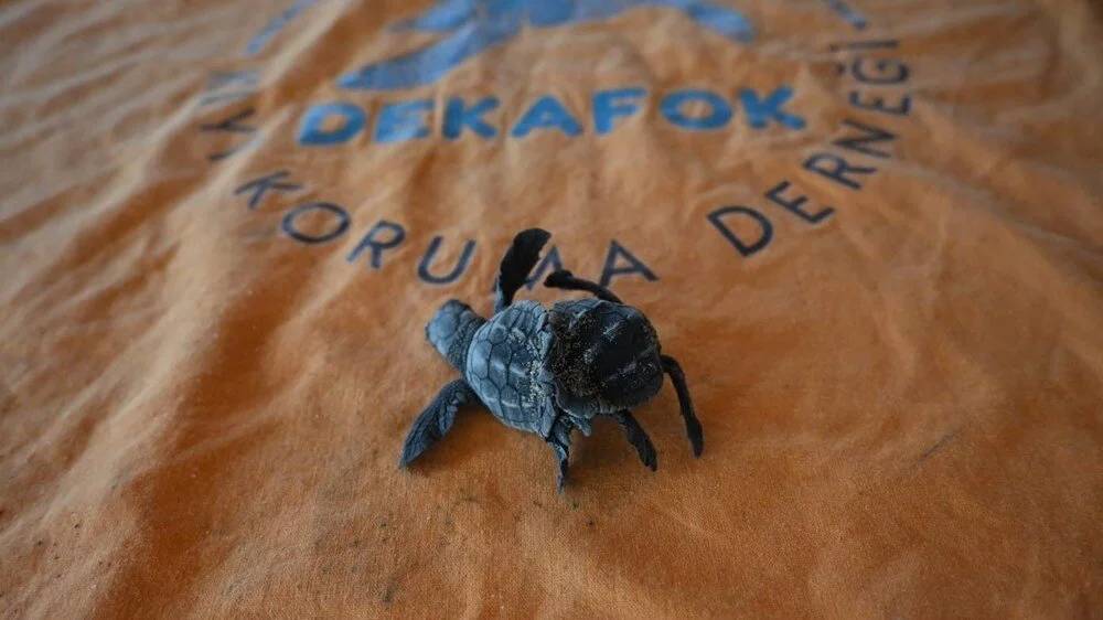 Bu fotoğraftakileri gören gözlerine inanamıyor! Çok nadir görülüyor 2