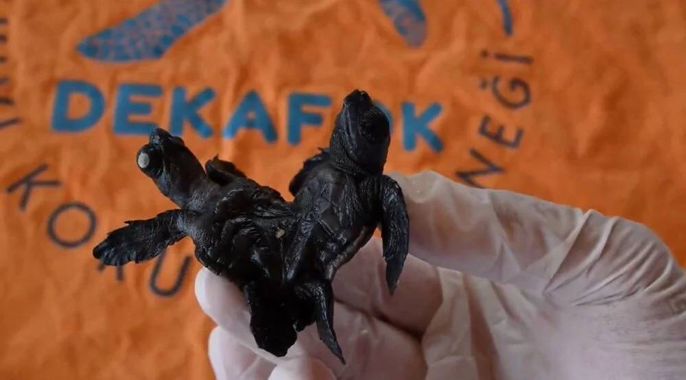 Bu fotoğraftakileri gören gözlerine inanamıyor! Çok nadir görülüyor 4