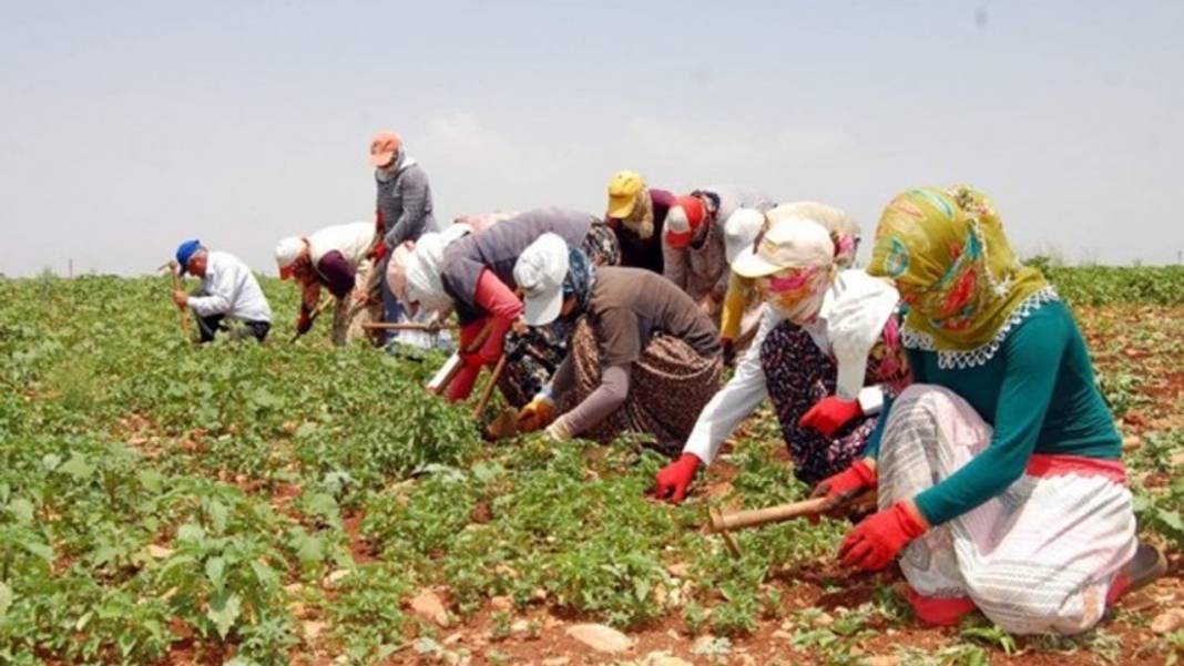 Mevsimlik tarım işçilerine barınmadan sağlığa çok yönlü destek 3