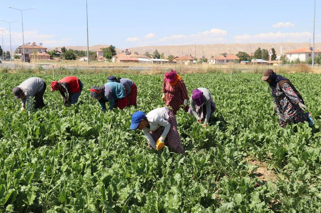 Mevsimlik tarım işçilerine barınmadan sağlığa çok yönlü destek 8