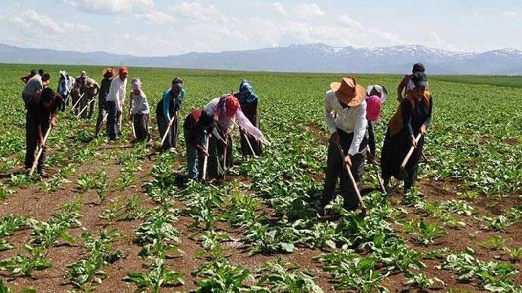 Mevsimlik tarım işçilerine barınmadan sağlığa çok yönlü destek 2