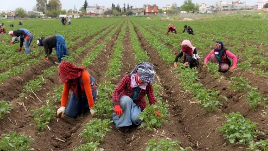 Mevsimlik tarım işçilerine barınmadan sağlığa çok yönlü destek 9