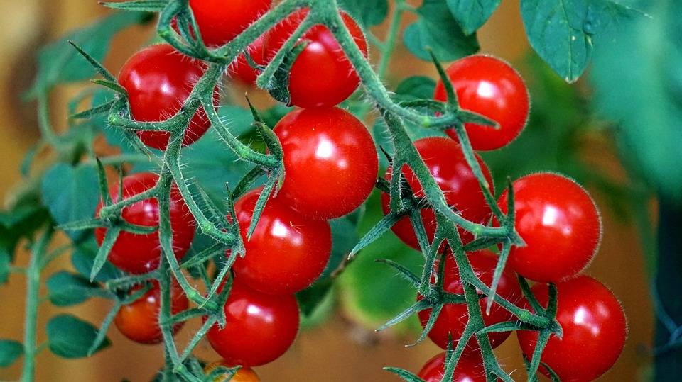 EN ÇOK DOMATES ÜRETEN 10 ÜLKE BELLİ OLDU: Türkiye en iyiler arasında yer alıyor 1