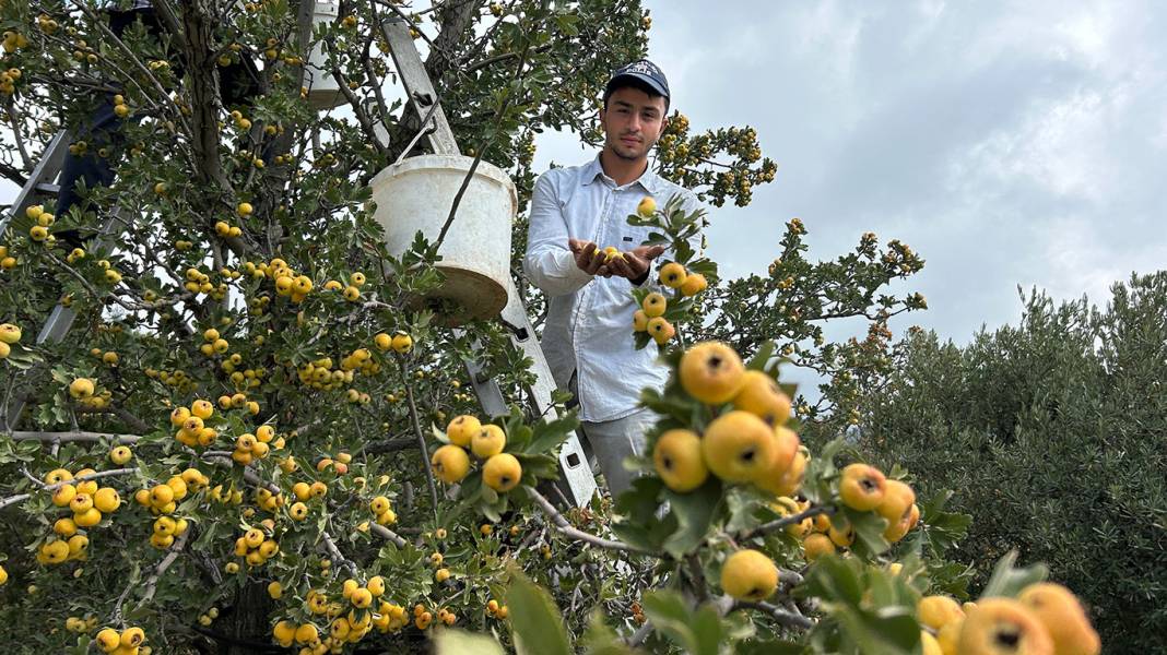 Her bir tanesi şifa deposu! Hasat başladı: Kilosu 200 liraya ulaştı 2