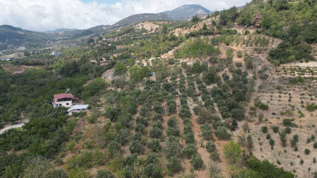 Her bir tanesi şifa deposu! Hasat başladı: Kilosu 200 liraya ulaştı 4