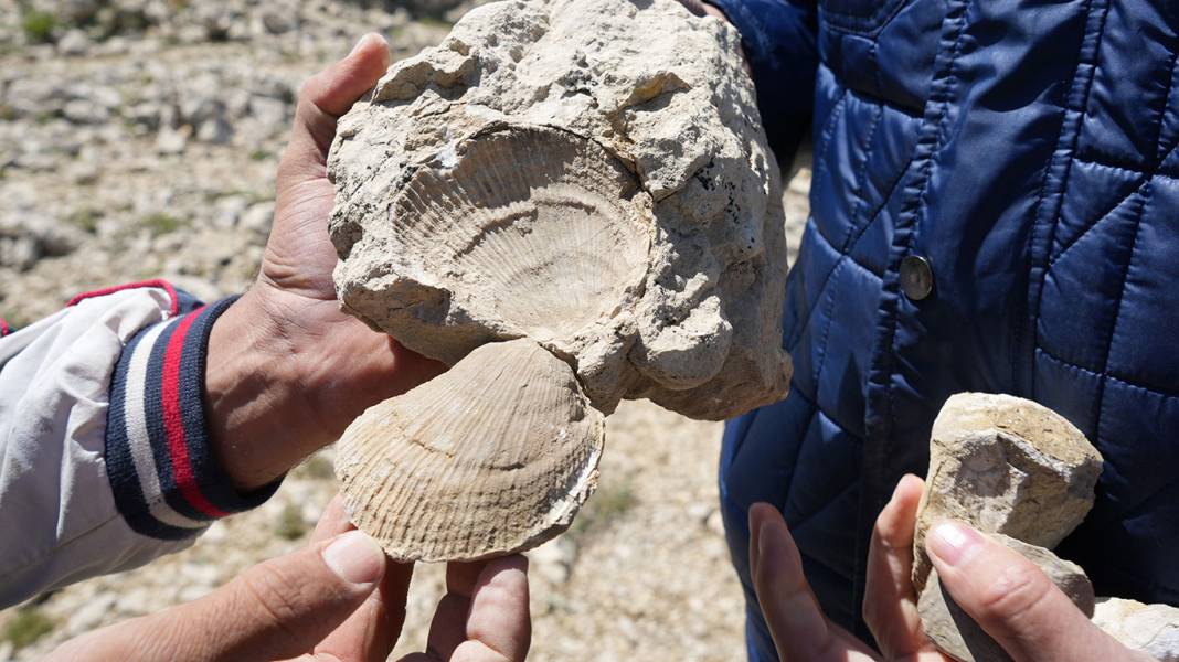 Ilgaz'ın tepesinde 60 milyon yıllık deniz fosili bulundu: Yürüyüş yaparken keşfettiler! 1
