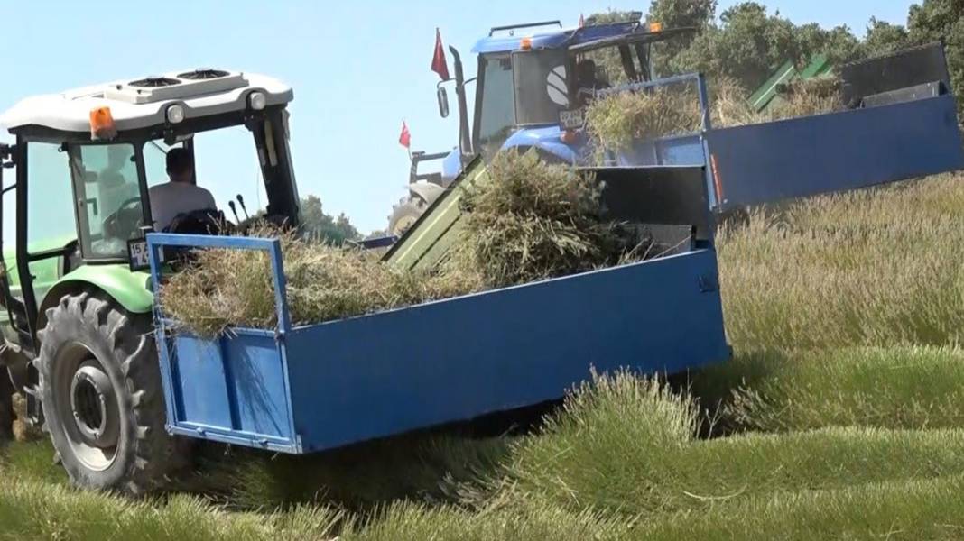 Yağmur suyuyla yetişiyor, dünyaya satılıyor: Çiftçilerin yeni umudu oldu 5