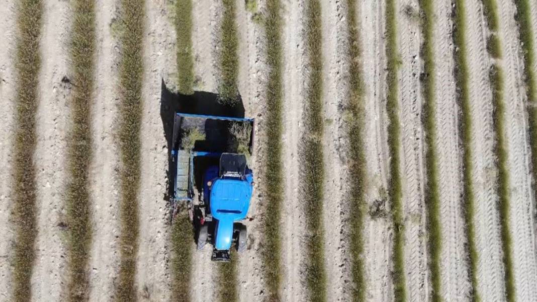 Yağmur suyuyla yetişiyor, dünyaya satılıyor: Çiftçilerin yeni umudu oldu 3