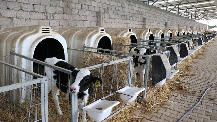 Hayvan başına 1.000 TL buzağı desteği bekleniyor! Buzağı destek ödemeleri ne zaman yatacak? Gözler Mayıs ayında 3
