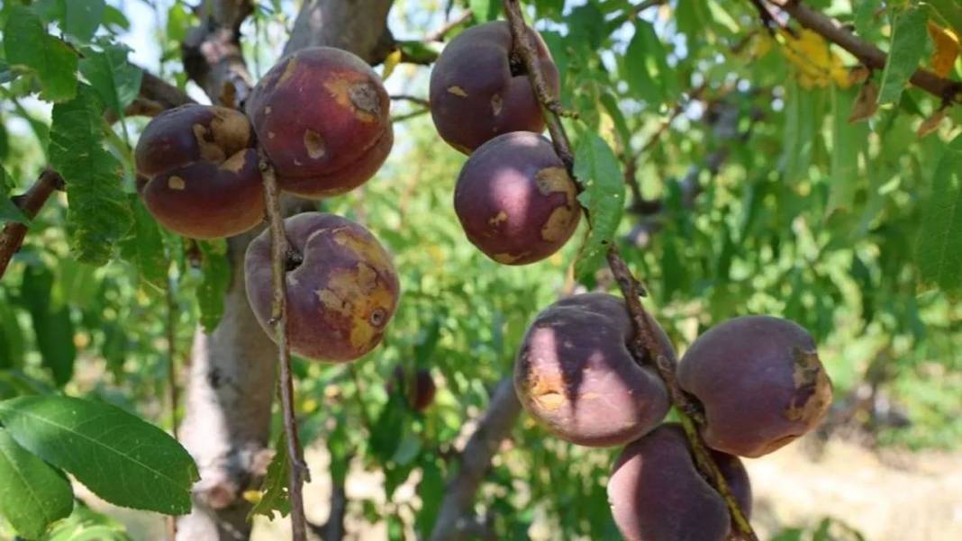 2025 zirai don desteği ödemeleri ne zaman yatacak? Kimler faydalanacak, hangi ürünler kapsamda? 4