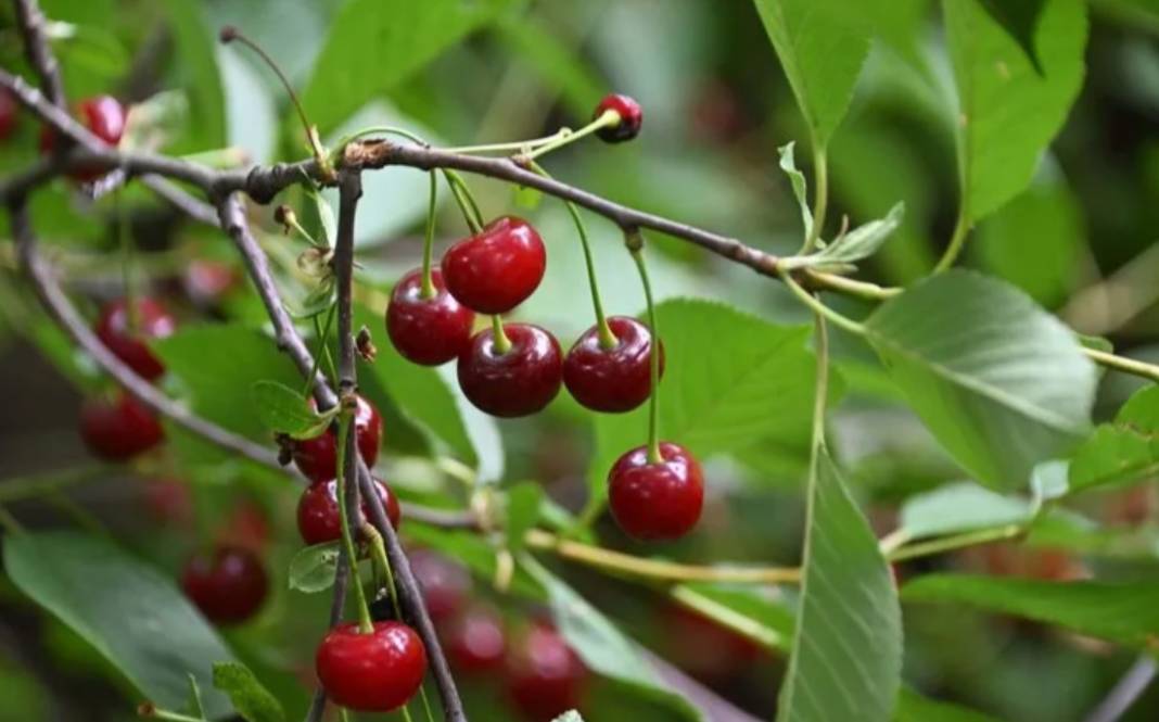 2025 zirai don desteği ödemeleri ne zaman yatacak? Kimler faydalanacak, hangi ürünler kapsamda? 3