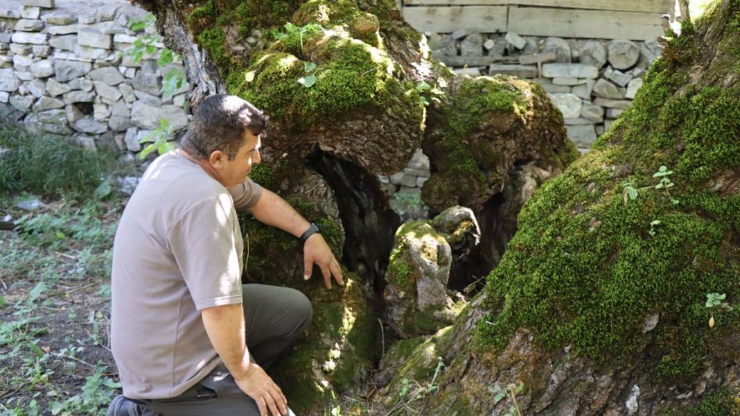 300 yıllık dut ağacında şaşırtan detay: İnsan silueti görenleri hayrete düşürdü 3