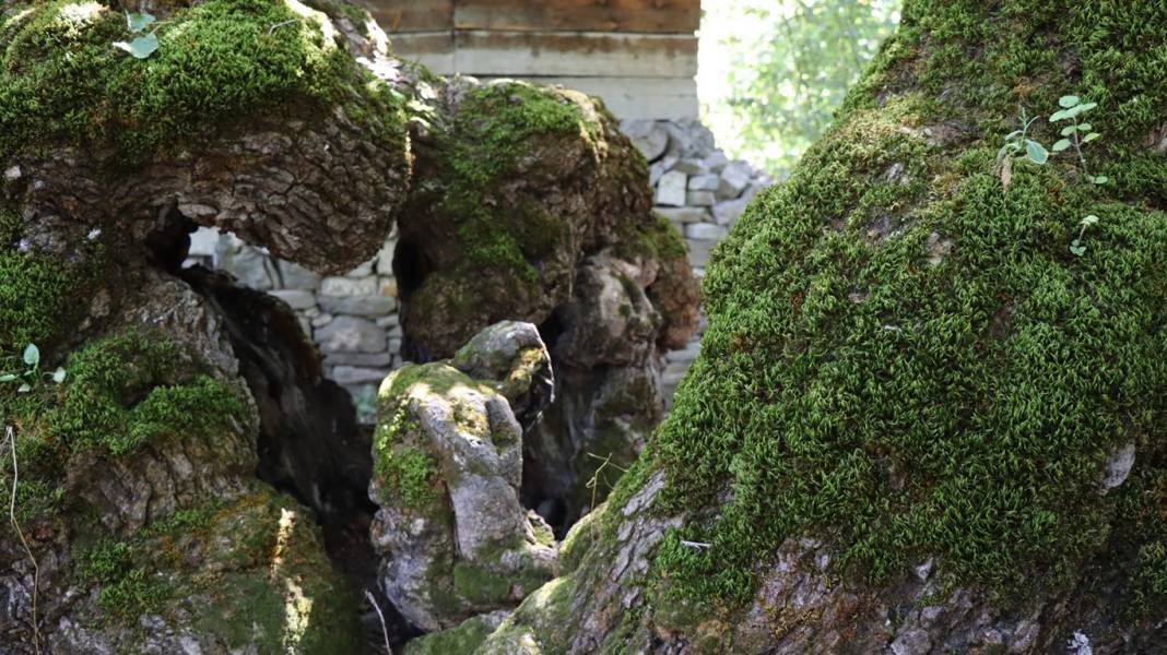 300 yıllık dut ağacında şaşırtan detay: İnsan silueti görenleri hayrete düşürdü 1