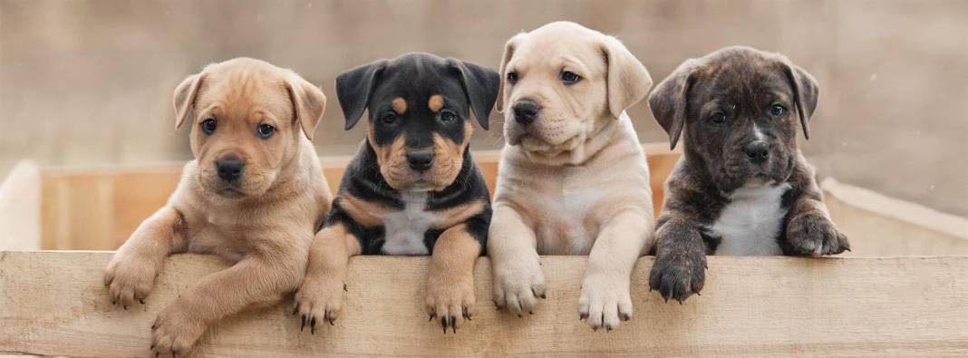 ‘Köpek sahiplenmek istiyorum ama korkuyorum’ diyenler dikkat! İşte ilk kez köpek sahibi olacakların bilmesi gerekenler 3